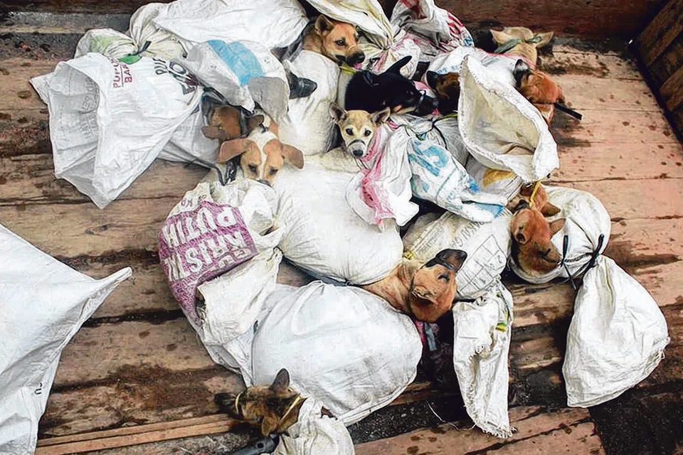 dog meat, daging anjing