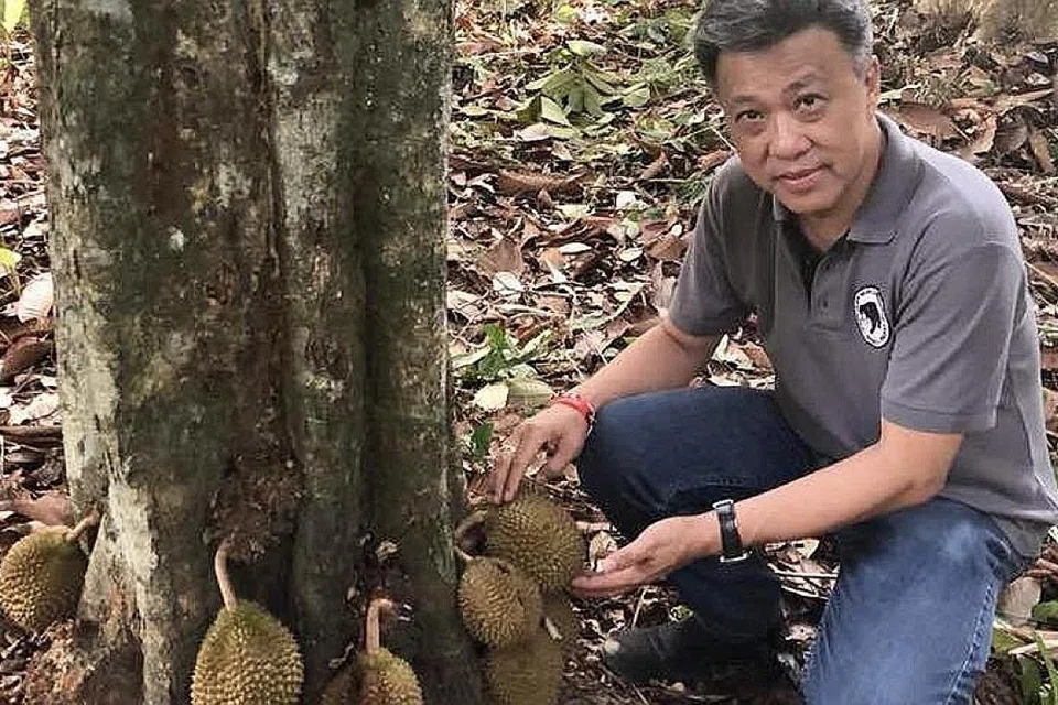 PAKAR DURIAN: Cik Lindsay Gasik bersama buku beliau, 'The Durian Tourist's Guide To Penang'. Antara durian yang beliau pernah buru ialah durian kura-kura, seperti yang terdapat di Kampung Selanyau, Bekenu Sibuti di Miri, Sarawak (atas). Tidak seperti durian lain yang tumbuh di ranting pokok tinggi di atas, durian kura-kura tumbuh di batang pokok pada paras tanah. - Foto THE STAR