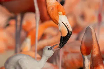 TAYANGAN PRATONTON: Ibu bapa dan kanak-kanak berpeluang menonton rancangan ‘BBC Planet Earth III’ di Pesta Tayangan BBC Earth. Ini merupakan kegiatan yang sesuai bagi ibu bapa untuk meluangkan masa bersama anak mereka.