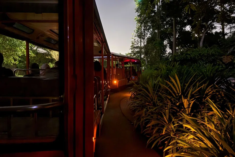 Pakej Colugo Camp juga termasuk lawatan ke Safari Malam di mana kami dapat meneroka taman itu dengan menaiki tram.