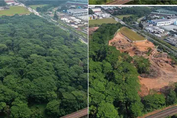 SEBELUM DAN SELEPAS DIBERSIHKAN: Pemandangan foto dari udara kawasan hutan Kranji Woodlands (kiri) yang diambil pada Mei 2019 dan yang diambil pada Februari tahun ini (kanan) yang menunjukkan hanya satu barisan kecil pokok-pokok masih ada di sebelah Koridor Laluan Kereta Api, sementara sebahagian besar kawasan lain di situ sudah dibersihkan. - Foto ihsan BRICE LI