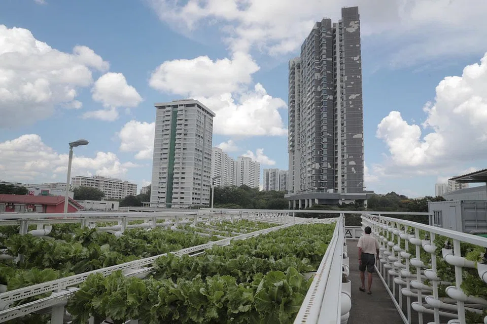 TANAMAN DI TEMPAT LETAK KERETA: Firma terknologi pertanian setempat, Citiponics terlibat dalam projek rintis di bumbung tempat meletak kereta HDB di Blok 700 Ang Mo Kio Avenue 6. - Foto BH oleh JASON QUAH