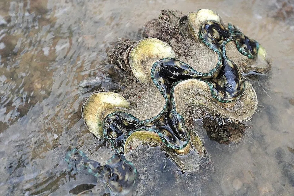 TERANCAM: Sejenis kerang gergasi bergalur dengan bibir ungu burik dengan kuning, yang dilihat di Taman Laut Pulau Sisters. Ia terancam di Singapura. 