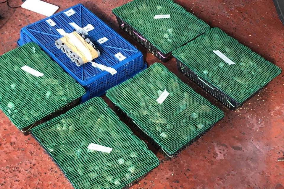 Dalam satu kes penyeludupan pada 2019 di Pusat Pemeriksaan Woodlands, sebanyak 815 burung berjaya dikesan dalam sebuah bas. 