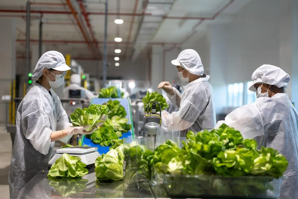 agroteknologi, greenphyto