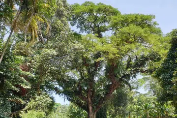Pokok pukul lima atau 'rain tree' adalah antara pokok warisan yang ditempatkan di sekitar Istana. 