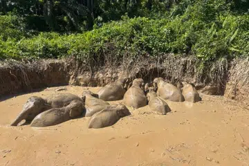 gajah pigmi Borneo, penyelamatan gajah, Kinabatangan