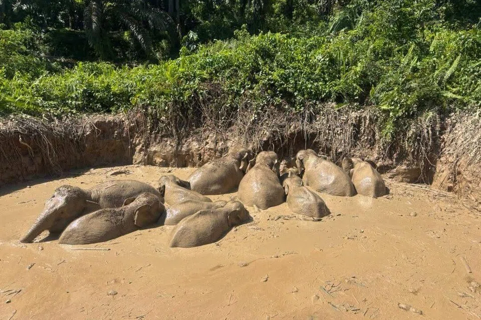 gajah pigmi Borneo, penyelamatan gajah, Kinabatangan