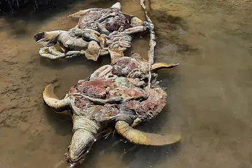 DIBUNUH KEJAM: Keadaan beberapa bangkai penyu hijau yang ditemui di perairan Pantau-Pantau, Pulau Bum-Bum, Semporna. - Foto PGA/BHM