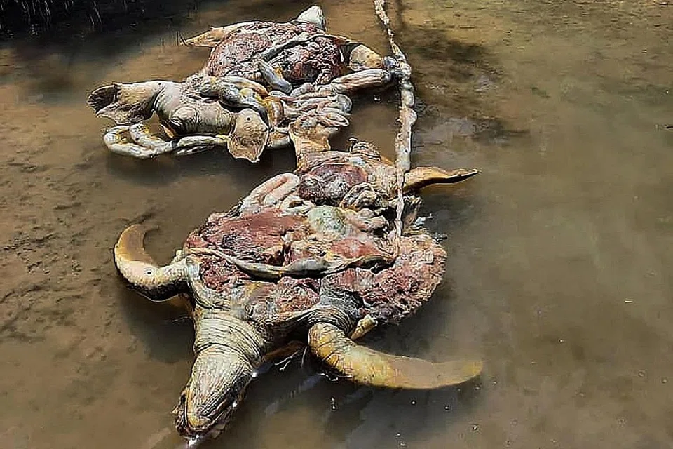 DIBUNUH KEJAM: Keadaan beberapa bangkai penyu hijau yang ditemui di perairan Pantau-Pantau, Pulau Bum-Bum, Semporna. - Foto PGA/BHM