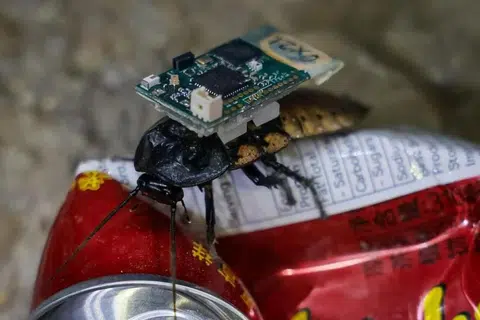 Lipas ‘cyborg’  – hibrid robot-serangga – dilepaskan ke dalam runtuhan dan dapat mengesan kehidupan melalui kamera inframerah. Ini dapat membantu memberikan responden barisan depan dengan maklumat kritikal dalam situasi kecemasan seperti gempa bumi.