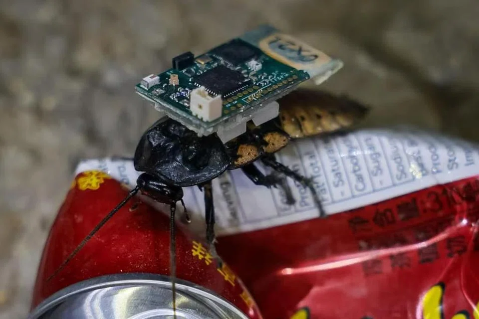 Lipas ‘cyborg’  – hibrid robot-serangga – dilepaskan ke dalam runtuhan dan dapat mengesan kehidupan melalui kamera inframerah. Ini dapat membantu memberikan responden barisan depan dengan maklumat kritikal dalam situasi kecemasan seperti gempa bumi.
