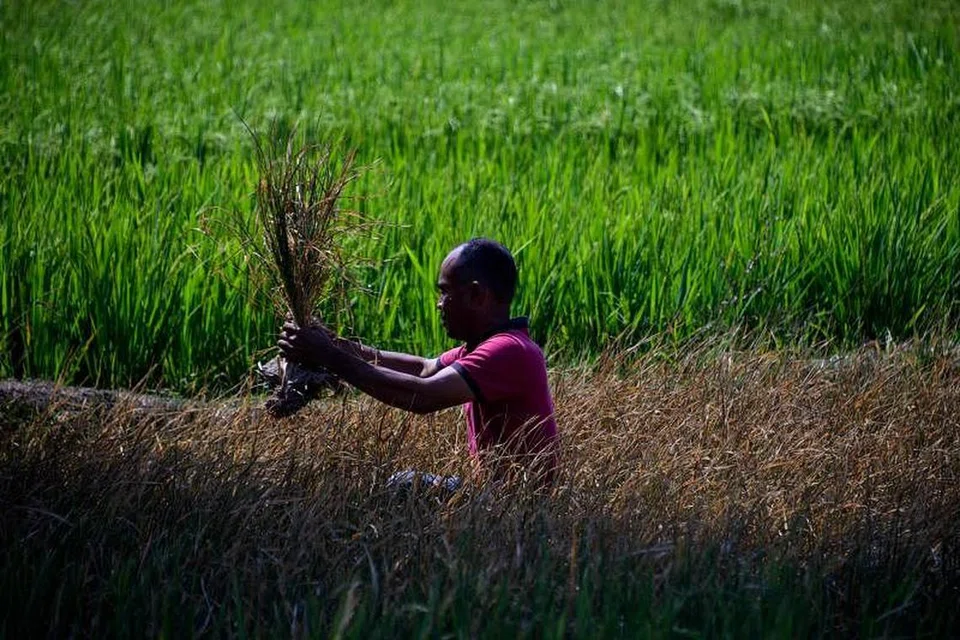 Seorang lelaki memeriksa tanaman padinya yang rosak akibat kemarau di Kuta Cot Glie di Aceh, Indonesia pada 2 Mac. 