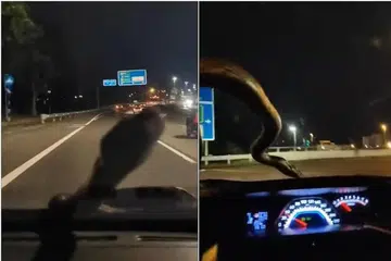 MUNCUL: Ular sawa itu boleh dilihat dalam video sedang bergerak melintasi cermin depan dan akhirnya naik ke atas bumbung kereta.