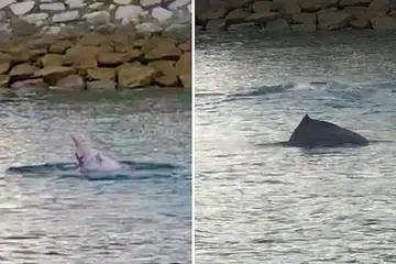 KEJUTAN INDAH: Encik Quek dan rakan melihat ikan lumba-lumba jenis Indo-Pasifik. - Foto QUEK WEI TECK