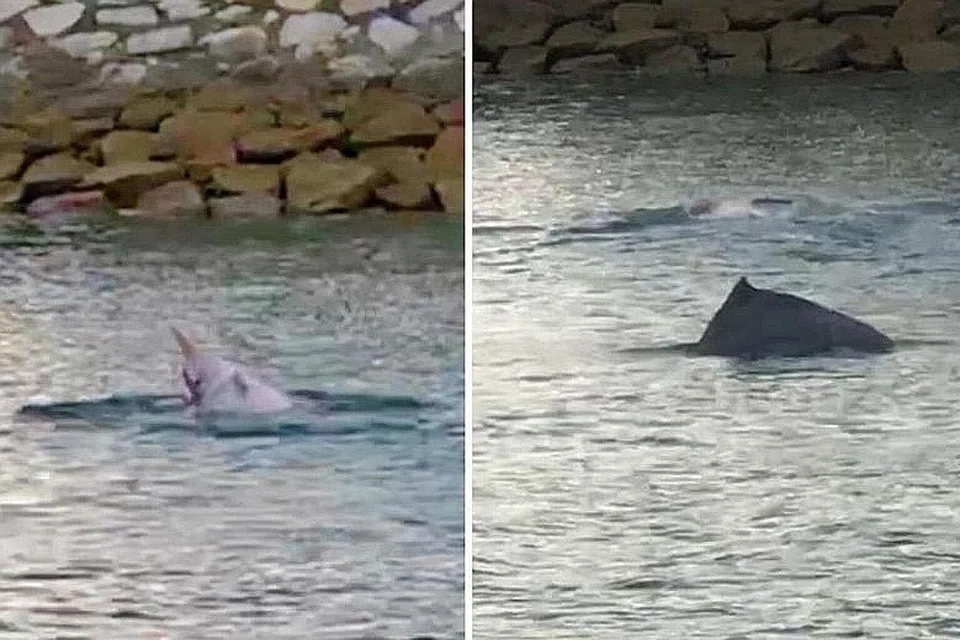 KEJUTAN INDAH: Encik Quek dan rakan melihat ikan lumba-lumba jenis Indo-Pasifik. - Foto QUEK WEI TECK