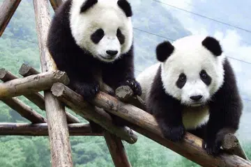 Panda Fu Wa dan Feng Yi menjadi tarikan popular di Zoo Negara, Kuala Lumpur, sejak ‘dipinjamkan’ oleh China bermula Mei 2014 menerusi diplomasi pemuliharaan.