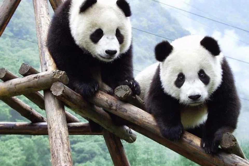 Panda Fu Wa dan Feng Yi menjadi tarikan popular di Zoo Negara, Kuala Lumpur, sejak ‘dipinjamkan’ oleh China bermula Mei 2014 menerusi diplomasi pemuliharaan.