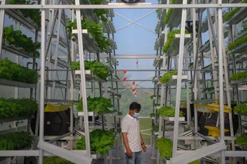 Pertanian menegak yang dilakukan sebuah syarikat di Singapura untuk menghasilkan sayur-sayuran.