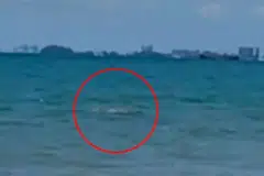 Tangkap layar video yang tular di media sosial menunjukkan kemunculan buaya di pantai Port Dickson, Negeri Sembilan, berhampiran kawasan pengunjung pantai itu mandi.