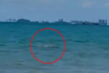 Tangkap layar video yang tular di media sosial menunjukkan kemunculan buaya di pantai Port Dickson, Negeri Sembilan, berhampiran kawasan pengunjung pantai itu mandi.