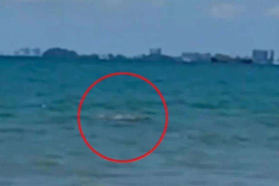 Tangkap layar video yang tular di media sosial menunjukkan kemunculan buaya di pantai Port Dickson, Negeri Sembilan, berhampiran kawasan pengunjung pantai itu mandi.