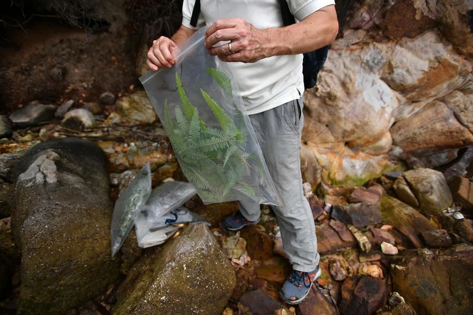 ALGA DAN DAUN PAKU DI PULAU SEKIJANG BENDERA: SAMPEL DIKAJI: Seorang anggota pasukan NParks mengumpul sampel daun paku, dicranopetris linearis di Pulau Sekijang Bendera pada Februari 2020. - Foto BH oleh LIM YAOHUI