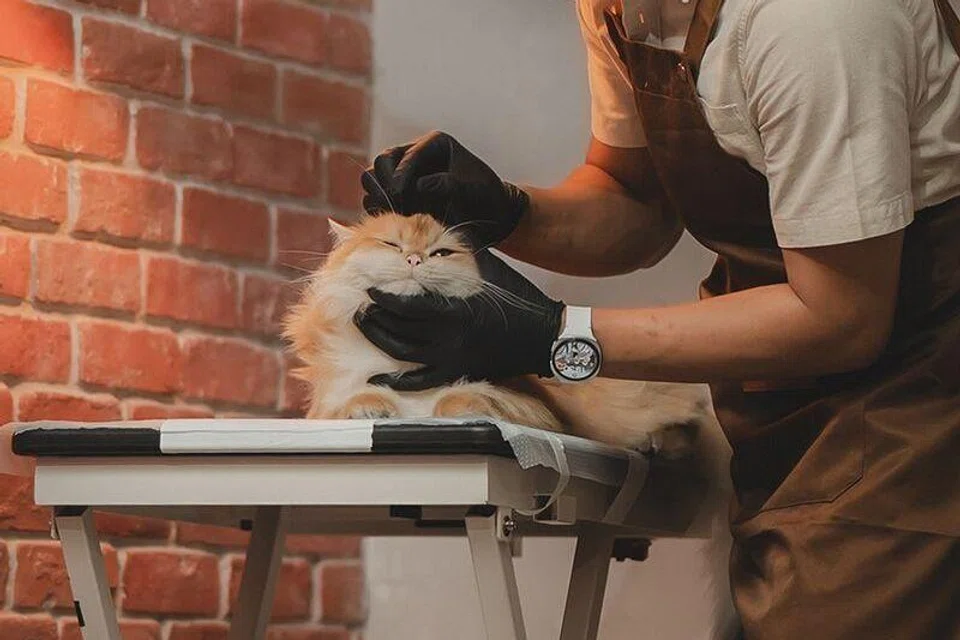 Mendandan tujuh hingga 10 ekor kucing sehari, syarikat Yukiyo kini dalam perancangan mengembangkan perniagaan dengan membuka salun dandanan dan hotel kucing.