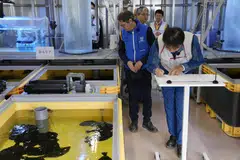 MENJAMIN KESELAMATAN: Pengarah Agensi Tenaga Atom Antarabangsa (IAEA), Dr Rafael Mariano Grossi (tengah), meninjau tangki ikan selepas menandatangani perjanjian bersama bagi menangani masalah pelepasan air dari loji Fukushima yang rosak.  