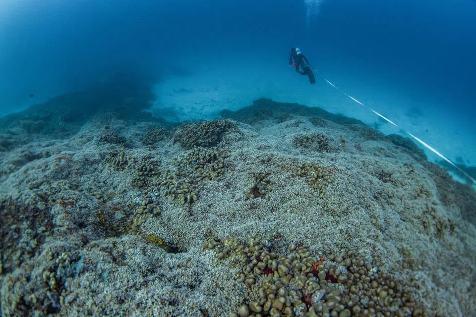 Seorang penyelam daripada pasukan National Geographic Pristine Seas sedang mengukur koloni batu karang spesies ‘Pavona clavus’ itu.