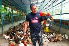 Bermula dengan enam ekor ayam kampung dipelihara di rumah, kira-kira 11 tahun lalu (2014), seorang bekas penjawat awam, Encik Firdaus Nazarudin, kini berbangga dengan pulangan menguntungkan melalui perniagaan berasaskan penternakan ayam kampung yang diusahakannya.