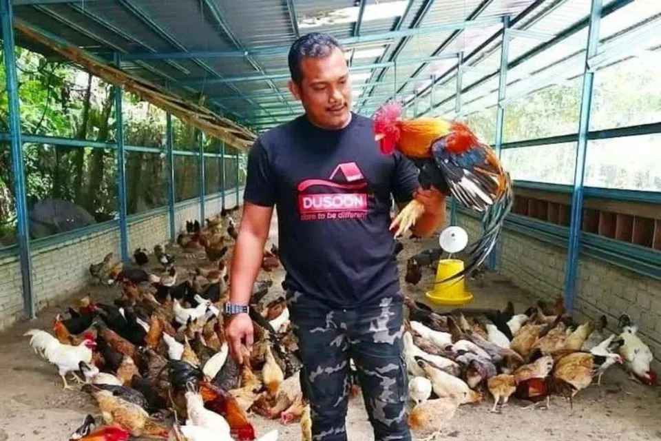 Bermula dengan enam ekor ayam kampung dipelihara di rumah, kira-kira 11 tahun lalu (2014), seorang bekas penjawat awam, Encik Firdaus Nazarudin, kini berbangga dengan pulangan menguntungkan melalui perniagaan berasaskan penternakan ayam kampung yang diusahakannya.