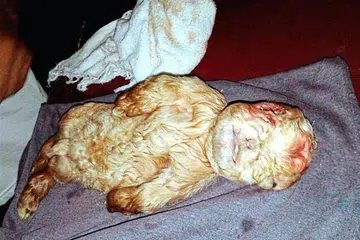 SATU KELAINAN: Anak kambing ini dilahirkan dalam keadaan berbeza, ia tidak mempunyai tali pusat seperti kambing lain yang baharu dilahirkan. Ia juga kelihatan berhidung pesek, bermulut lintang dan berkaki pendek. - Foto mSTAR ONLINE