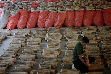 LARANGAN TEGAS: Mereka yang didapati bersalah boleh dikenakan tuduhan di bawah Akta Spesis Terancam (Import & Eksport) dan boleh dikenakan saman sehingga $10,000 bagi setiap spesimen, tidak melebihi $100,000. - Foto BH oleh JASON QUAH