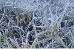 PUNCA EMBUN BEKU: Beberapa laporan berkata penurunan suhu hampir sifar darjah Celsius di Kampung Ranupani adalah punca embun beku. - Foto INTERNET