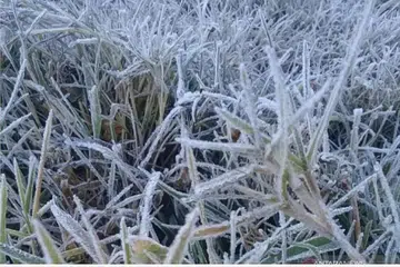 PUNCA EMBUN BEKU: Beberapa laporan berkata penurunan suhu hampir sifar darjah Celsius di Kampung Ranupani adalah punca embun beku. - Foto INTERNET