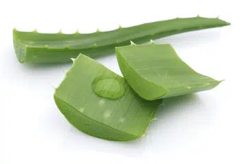 Aloe Vera atau lidah buaya terkenal sebagai bahan rawatan kecantikan dan kesihatan kulit sejak berabad lama.