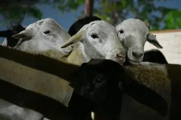 ibadah korban