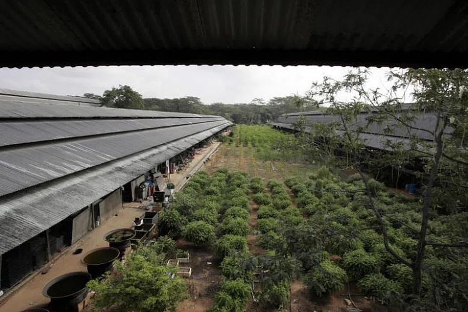 Tempat di Malaysian Feedmills Farms yang dipercayai digunakan untuk menyimpan bahan binaan. FOTO: FAIL ST