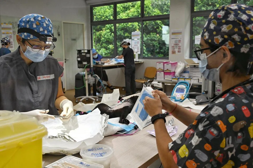 Doktor haiwan membuat persiapan terakhir sebelum menjalankan prosedur pengembirian ke atas seekor kucing peliharaan yang telah dibius di Pusat Pengurusan Haiwan (AMC), semasa program Spay Day ketujuh anjuran Perkhidmatan Haiwan dan Veterinar (AVS).