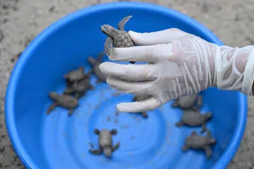 penyu sisik, penyelamat penyu, Pulau Subar Darat