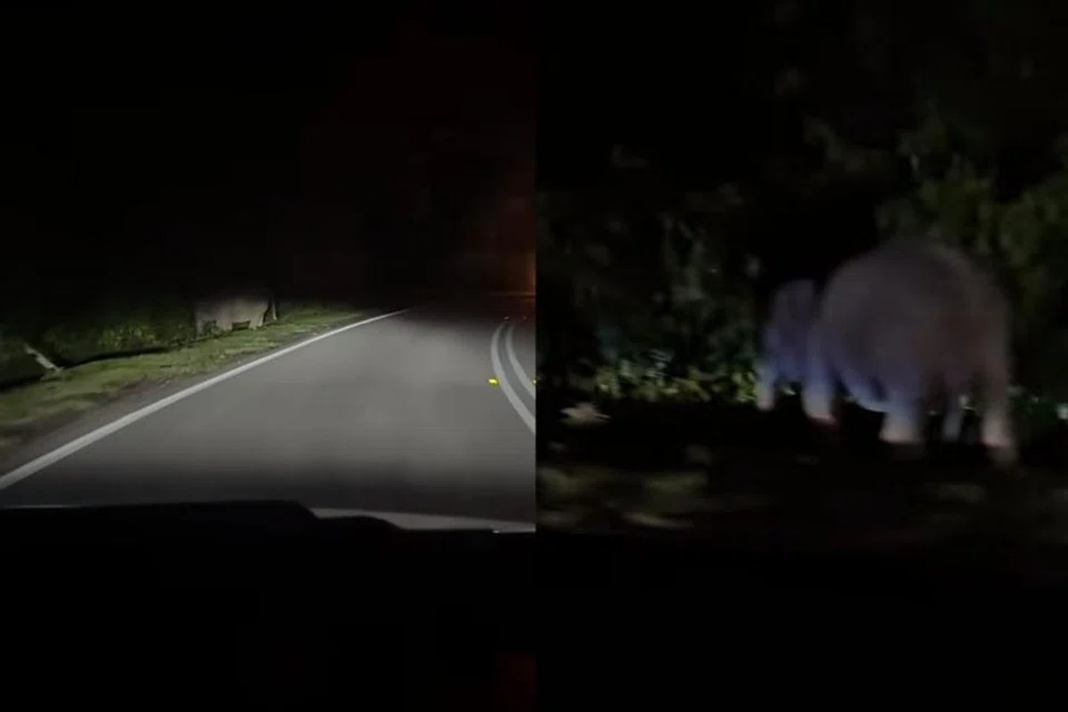 Tangkap layar video memaparkan anak gajah sempat bermain bersama ibunya sebelum dilanggar di Kilometer 80, Jalan Raya Timur-Barat (JRTB) Gerik-Jeli di Perak, pada 11 Mei.