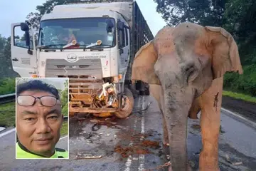 Seorang pengguna Facebook, Encik Mohd Amir Faizal (foto sisipan), menerusi perkongsian secara langsung pada pagi 12 Mei, berkata ketika kejadian, beliau sedang membuat rondaan pemantauan keselamatan di Jalan Raya Timur-Barat (JRTB) dan dapat mendengar dengan jelas tangisan ibu gajah berkenaan.