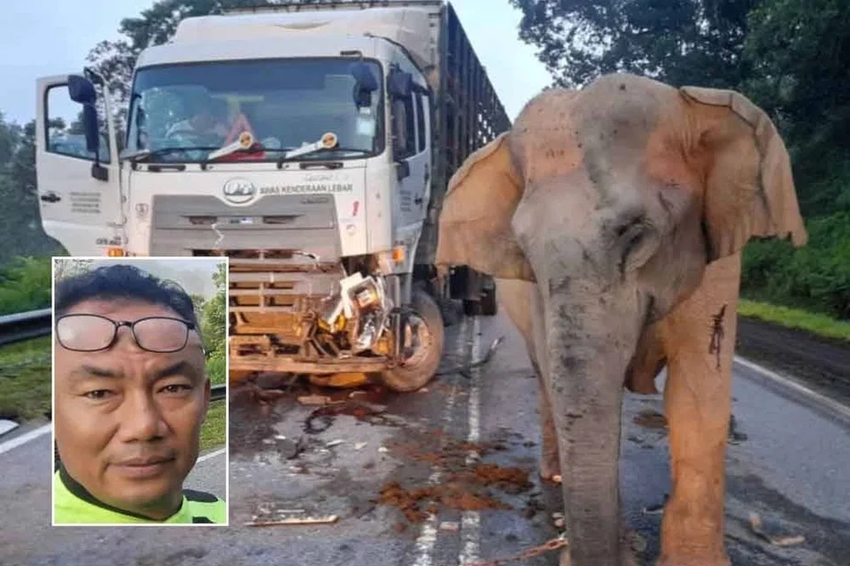 Seorang pengguna Facebook, Encik Mohd Amir Faizal (foto sisipan), menerusi perkongsian secara langsung pada pagi 12 Mei, berkata ketika kejadian, beliau sedang membuat rondaan pemantauan keselamatan di Jalan Raya Timur-Barat (JRTB) dan dapat mendengar dengan jelas tangisan ibu gajah berkenaan.