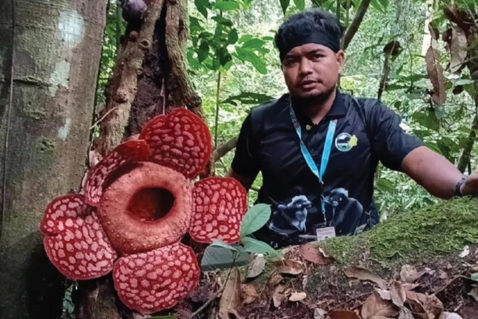 Pemandu Pelancong Jabatan Perlindungan Hidupan Liar dan Taman Negara Semenanjung Malaysia (PERHILITAN), Encik Rahmat Swarno, 32 tahun, berkata bunga pakma sememangnya sukar ditemui dalam keadaan mekar.