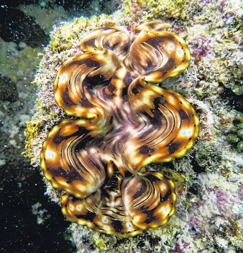 Spesies kerang gergasi sisik, atau ‘fluted giant clam’ (Tridacna squamosa) masih boleh dijumpai di antara terumbu karang di pantai dan pulau-pulau selatan negara ini, seperti di Pulau Subar Laut (Sisters’ Island) dan Pulau Hantu.