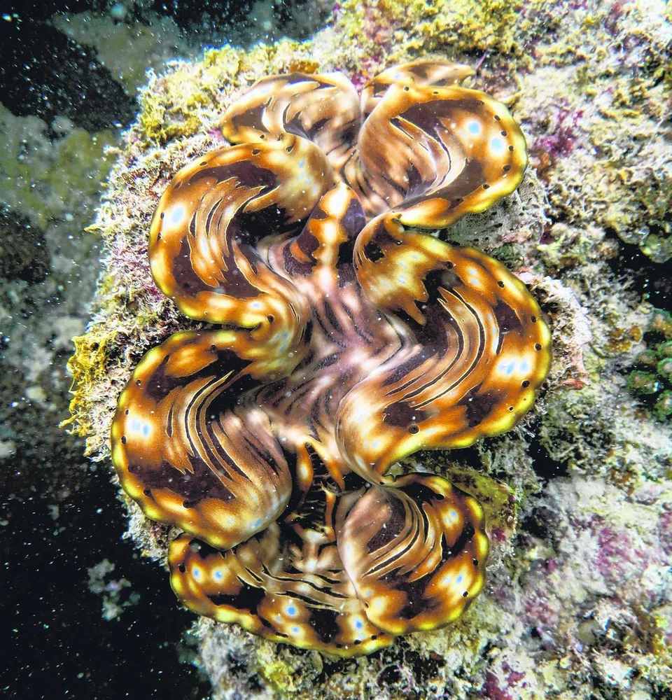 Spesies kerang gergasi sisik, atau ‘fluted giant clam’ (Tridacna squamosa) masih boleh dijumpai di antara terumbu karang di pantai dan pulau-pulau selatan negara ini, seperti di Pulau Subar Laut (Sisters’ Island) dan Pulau Hantu.