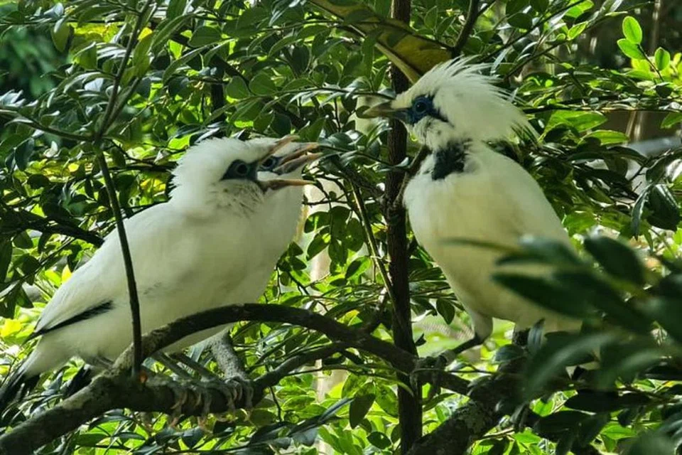 Enam anak ayam Bali myna adalah antara yang baru lahir.