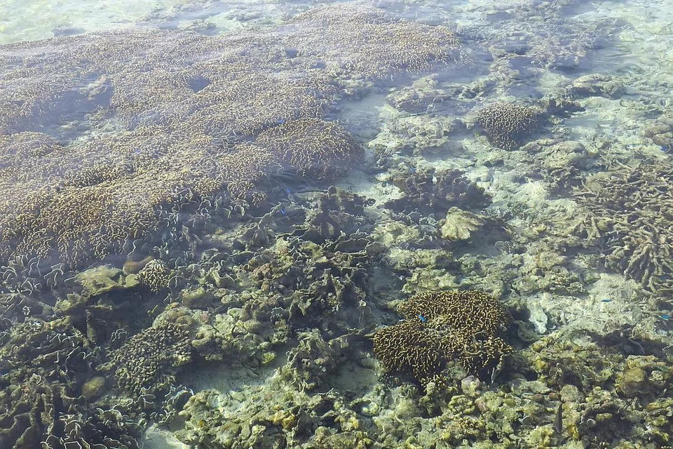 PEMANDANGAN INDAH: Air jernih membolehkan tamu menikmati kehidupan laut dan terumbu karang tanpa perlu masuk ke dalam laut pun. - Foto BH oleh ERVINA MOHD JAMIL