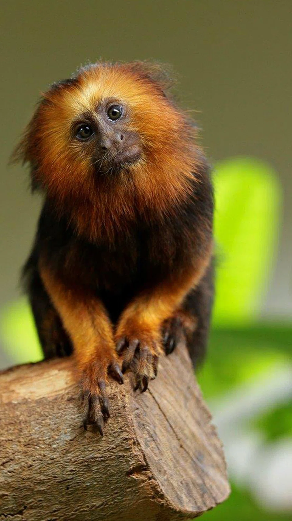 Monyet ‘golden lion tamarin’.
